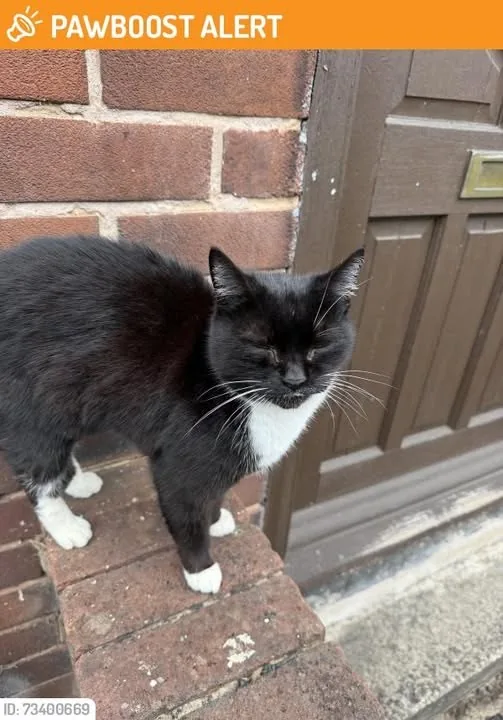 Lost Cat in Leeds, England — listing photo