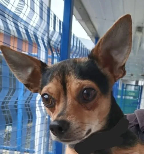 Found Dog in Leeds, England Found Dog in Leeds, England — listing photo
