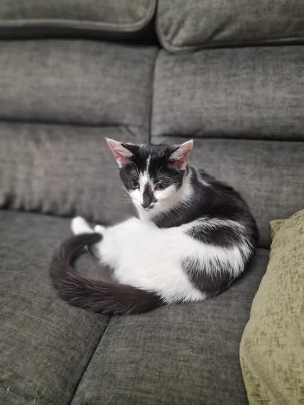 Lost Cat in Aberdeen, Scotland Lost Cat in Aberdeen, Scotland — listing photo