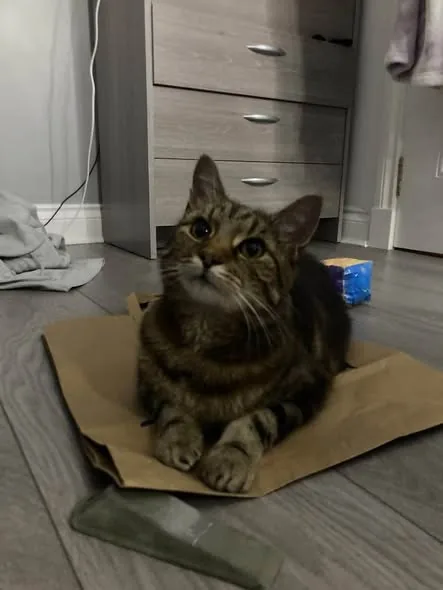 Lost Cat in Aberdeen, Scotland Lost Cat in Aberdeen, Scotland — listing photo