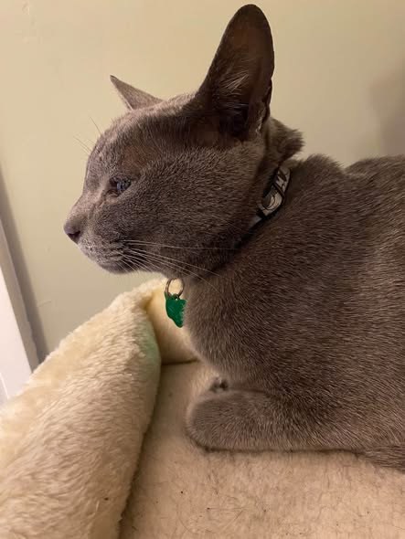 Lost Cat in Boston, England — listing photo