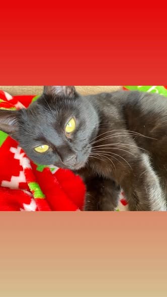 Lost Cat in Fraserburgh, Scotland — listing photo