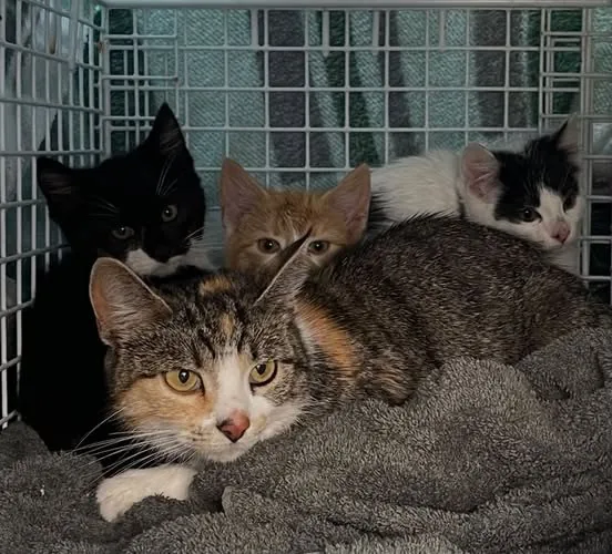 Pet alert in Aberdeen, Scotland: Needs a home cat in Aberdeen Pet alert in Aberdeen, Scotland — Needs a home cat in Aberdeen