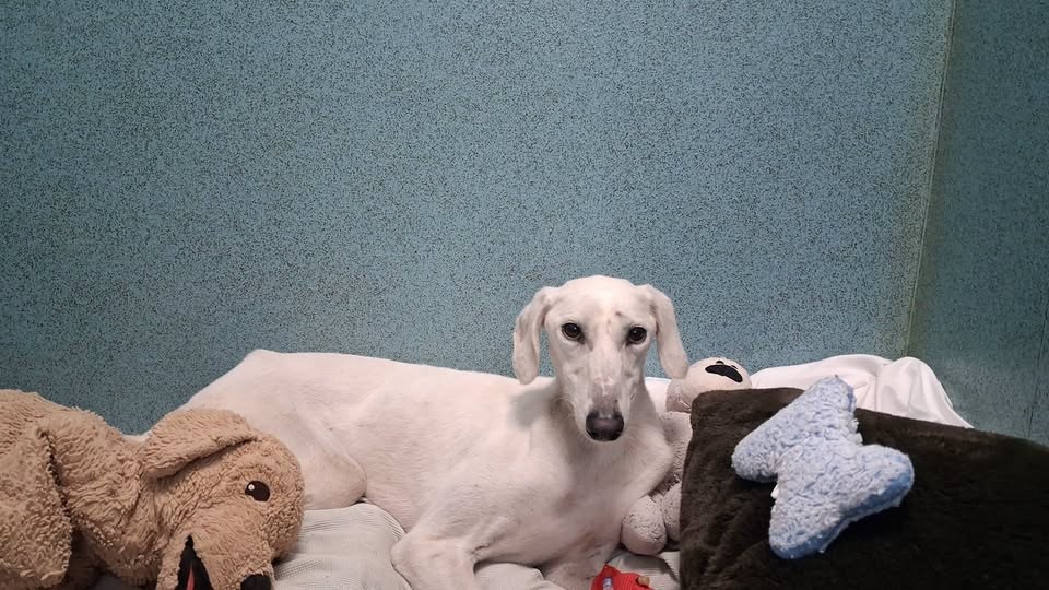 Found Dog in Liverpool, England — listing photo