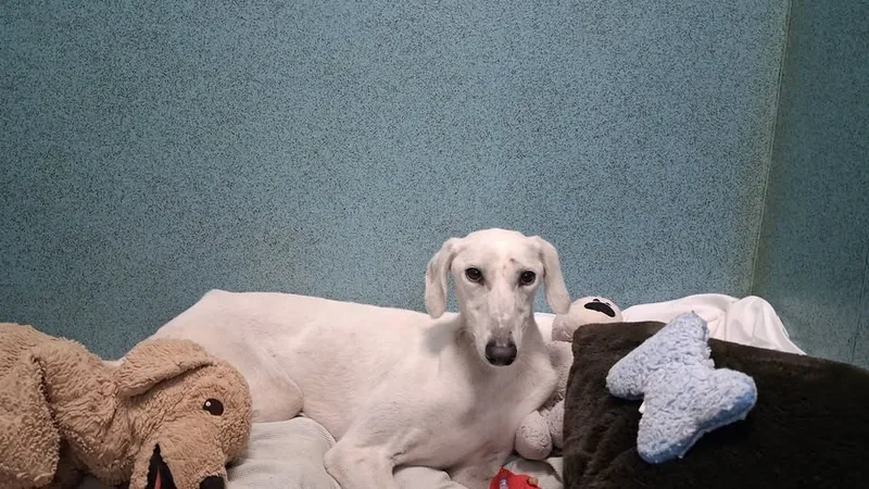 Found Dog in Liverpool, England Found Dog in Liverpool, England — listing photo