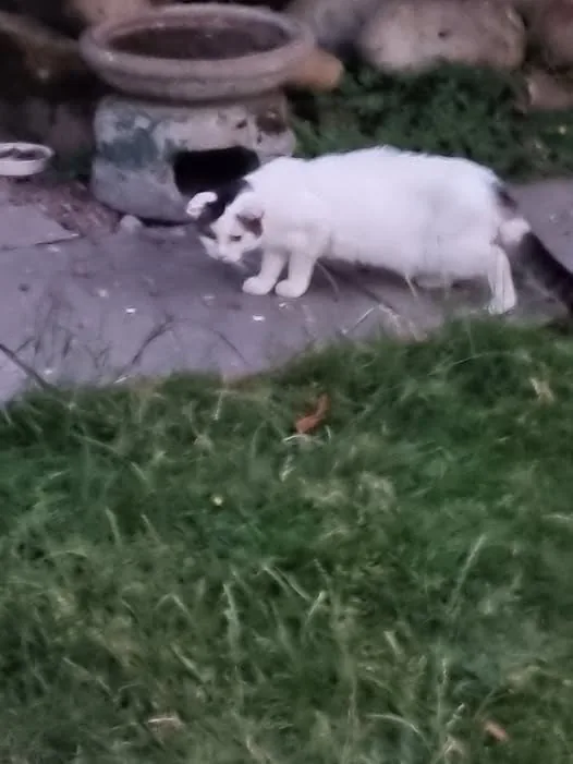 Found Cat in Coventry, England Found Cat in Coventry, England — listing photo