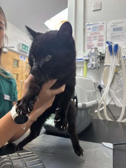 Found Cat in Coventry, England — listing photo