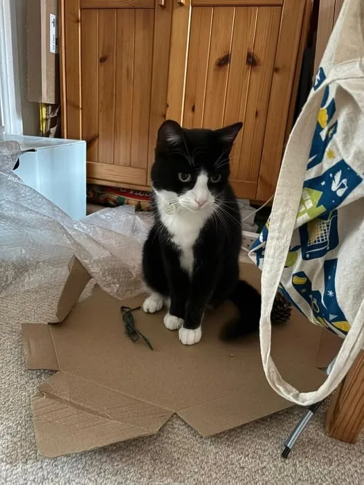 Lost Cat in Liverpool, England — listing photo