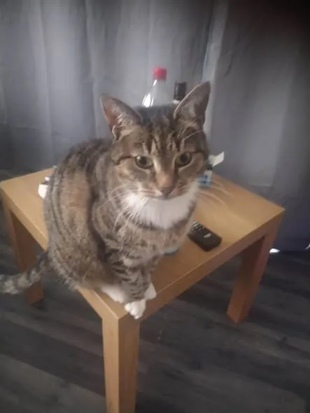 Lost Cat in Coventry, England Lost Cat in Coventry, England — listing photo