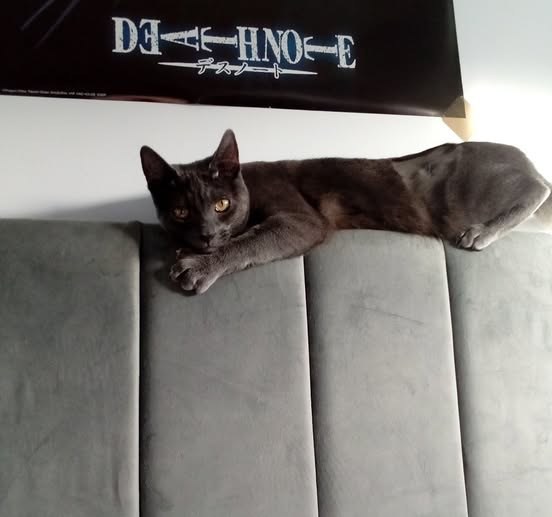 Lost Cat in Liverpool, England — listing photo