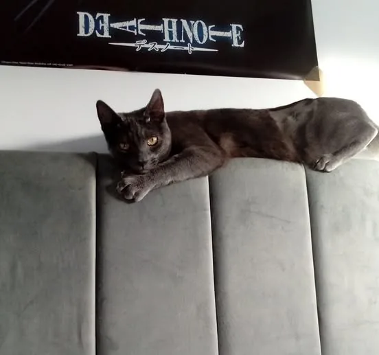 Lost Cat in Liverpool, England Lost Cat in Liverpool, England — listing photo