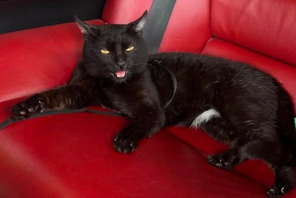 Lost Cat in Peterhead, Scotland — listing photo