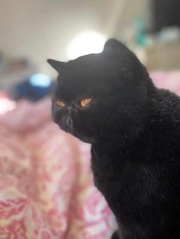 Lost Cat in Bootle, England Lost Cat in Bootle, England — listing photo