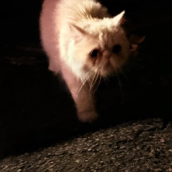 Lost Cat in London, England — listing photo