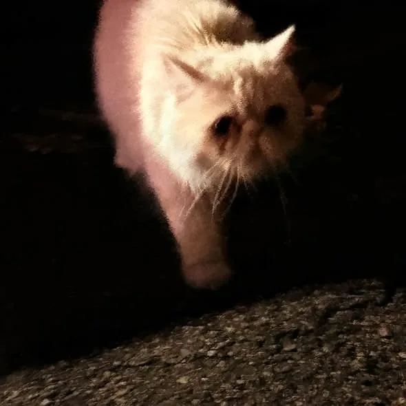 Lost Cat in London, England Lost Cat in London, England β listing photo