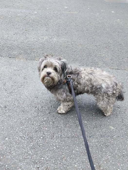 Found Dog in Manchester, England — listing photo