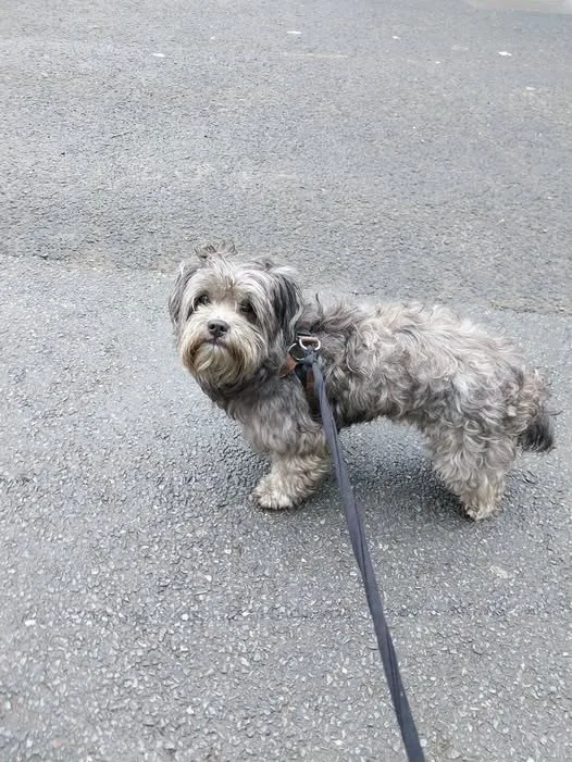 Found Dog in Manchester, England Found Dog in Manchester, England — listing photo