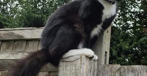 Lost Cat in London, England — listing photo