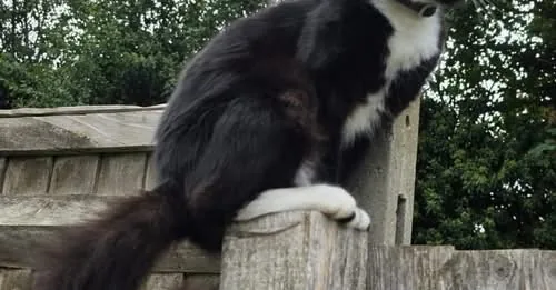 Lost Cat in London, England Lost Cat in London, England β listing photo