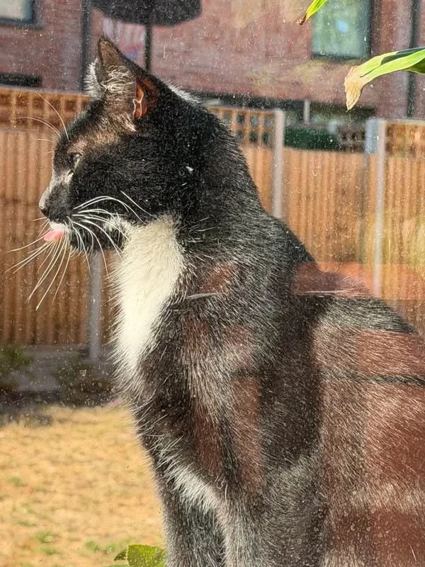Lost Cat in London, England Lost Cat in London, England β listing photo