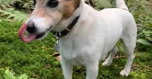 Lost Dog in Kendal, England — listing photo