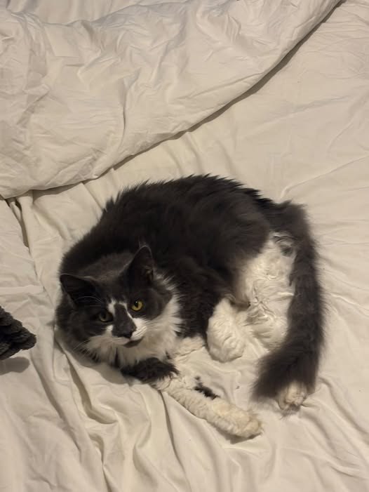 Lost Cat in London, England — listing photo