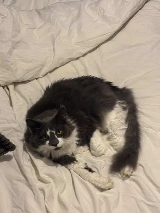 Lost Cat in London, England — listing photo