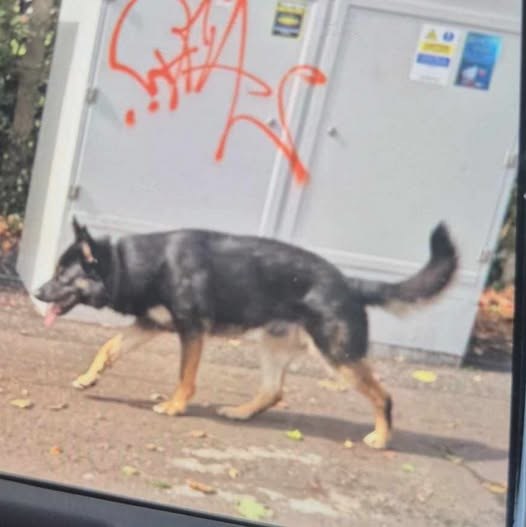 Sighted Dog in Belfast, Northern Ireland — Pet sighting dog in Belfast
