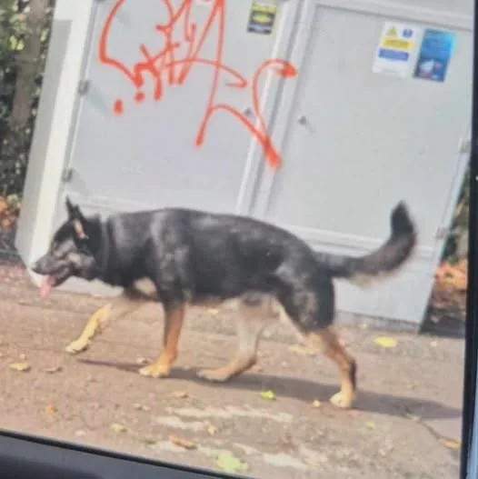 Sighted Dog in Belfast, Northern Ireland: Pet sighting dog in Belfast Sighted Dog in Belfast, Northern Ireland — Pet sighting dog in Belfast