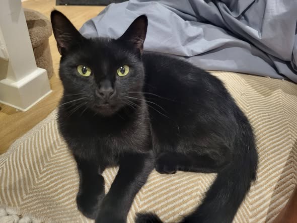 Lost Cat in Milton Keynes, England — listing photo