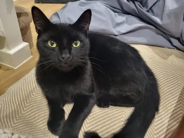 Lost Cat in Milton Keynes, England Lost Cat in Milton Keynes, England — listing photo