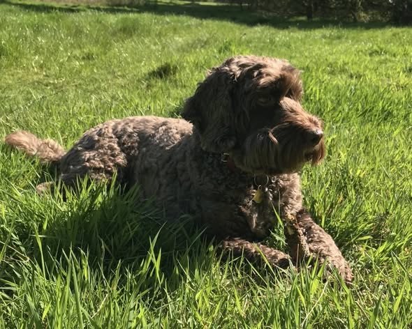 Lost Dog in Harrogate, England — listing photo