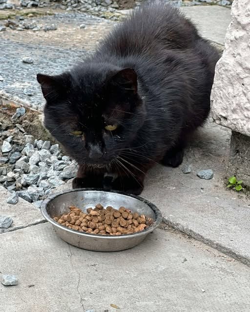 Found Cat in Newry, Northern Ireland — listing photo