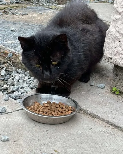 Found Cat in Newry, Northern Ireland Found Cat in Newry, Northern Ireland — listing photo