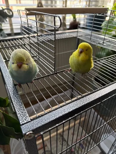 Lost Pet in London, England — Two lost budgies in East Ham, London