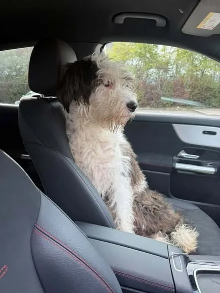 Found Dog in Birmingham, England Found Dog in Birmingham, England — listing photo