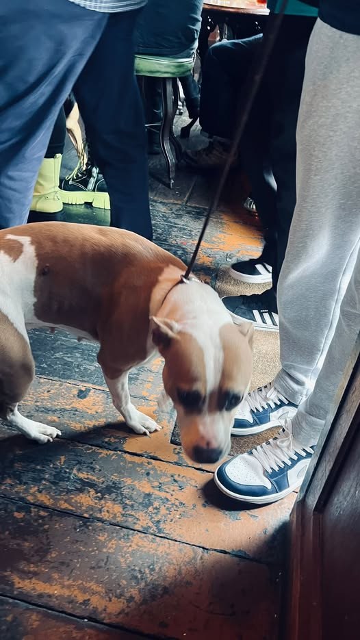 Found Dog in Hastings, England — listing photo