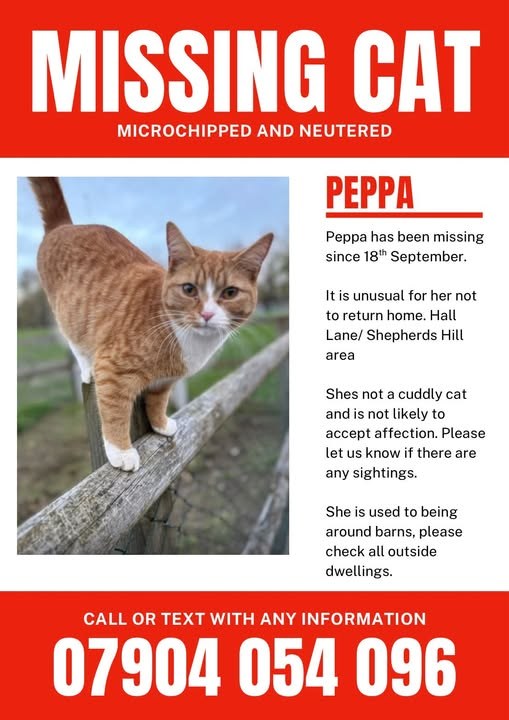 Lost Cat in London, England — listing photo
