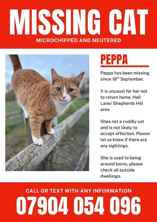 Lost Cat in London, England Lost Cat in London, England β listing photo