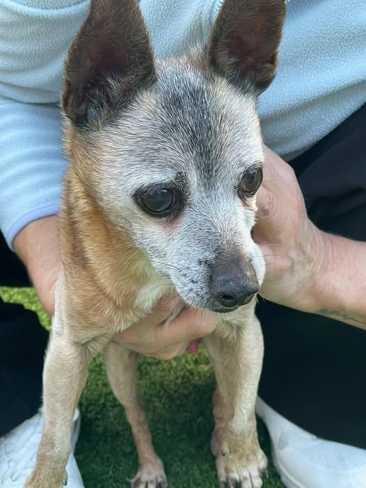 Found Dog in Poole, England — listing photo
