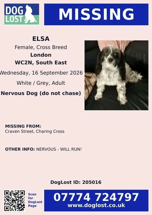 Lost Dog in London, England Lost Dog in London, England β listing photo