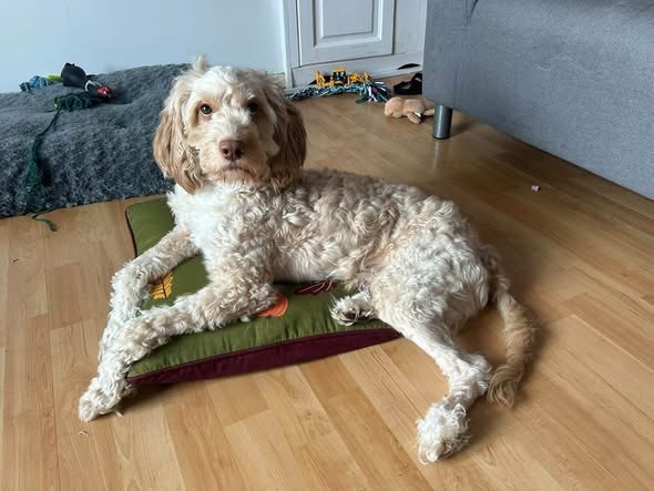 Lost Dog in Slough, England — listing photo