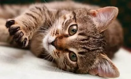 Lost Cat in London, England Lost Cat in London, England — listing photo