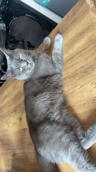 Lost Cat in Swansea, Wales — listing photo