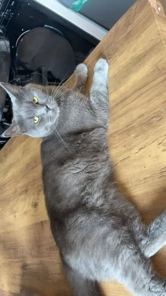 Lost Cat in Swansea, Wales — listing photo
