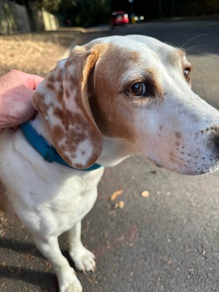 Found Dog in Watford, England — listing photo