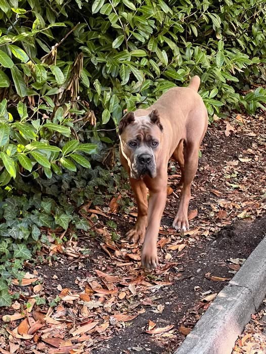 Lost Dog in Southampton, England — listing photo