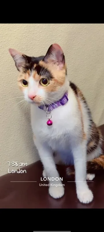 Lost Cat in London, England Lost Cat in London, England β listing photo