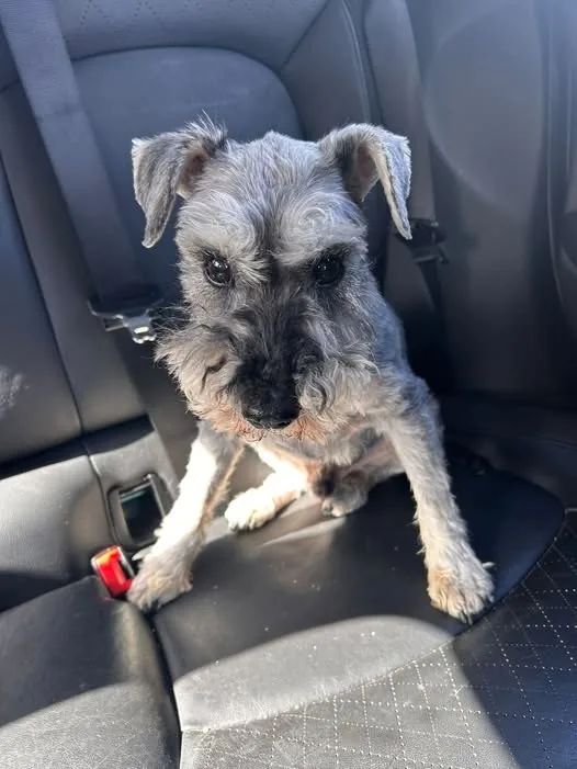 Found Dog in Leeds, England Found Dog in Leeds, England — listing photo