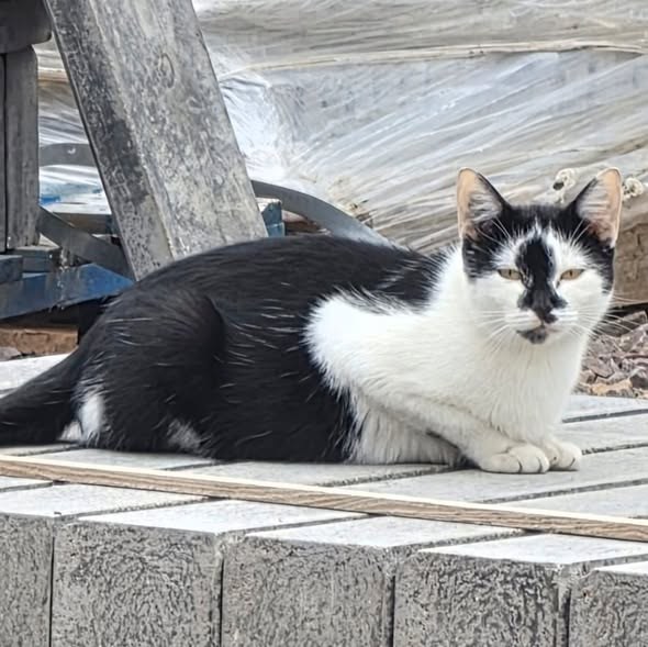 Found Cat in Coventry, England — listing photo